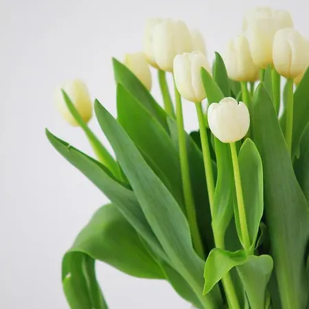 Buonaluna サレルノ